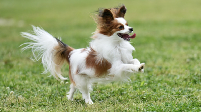大分 犬 イベント 2024 第4回OITA DOGGO LAND