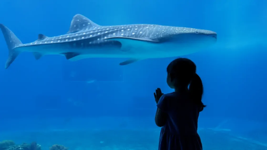 沖縄美ら海水族館でジンベエザメを見つめる少女の後ろ姿