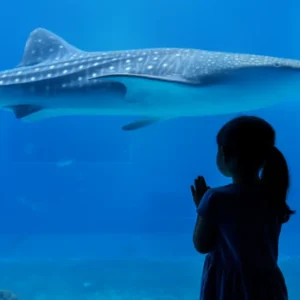 沖縄美ら海水族館でジンベエザメを見つめる少女の後ろ姿