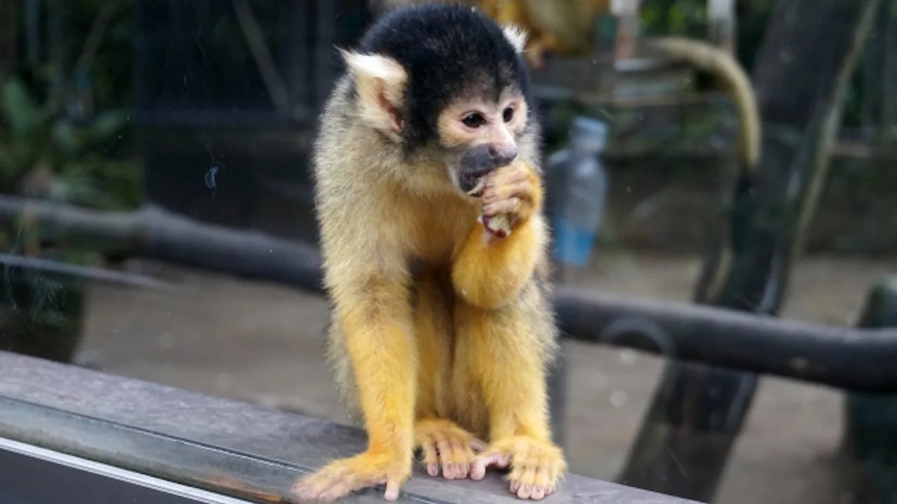 宮崎市フェニックス自然動物園の魅力を完全解説|料金・アクセス・見どころガイド