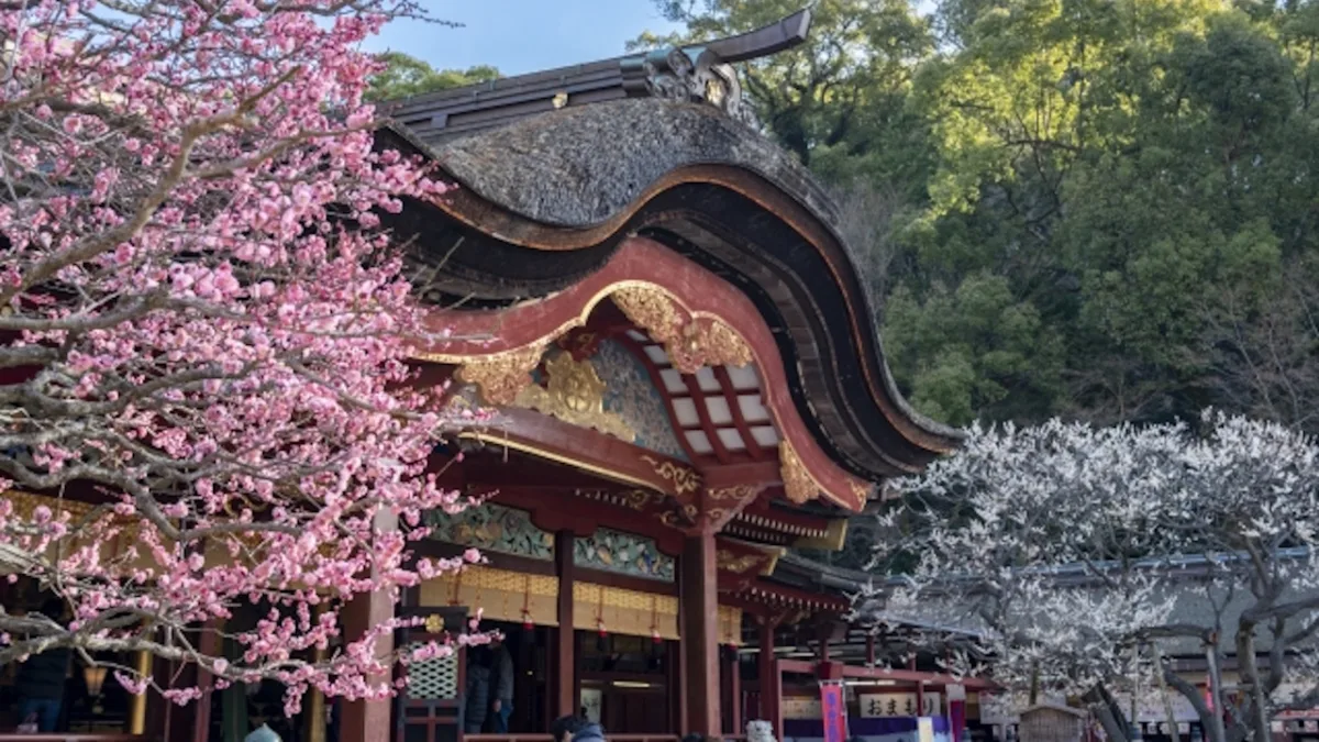 太宰府天満宮の梅